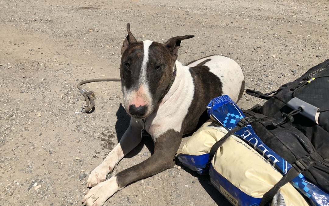 Hospitality House Turns to Community to Help Launch New Pet Program