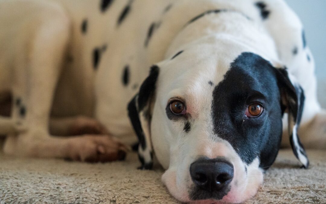 Weekly News: Coordinating People and Pet Care